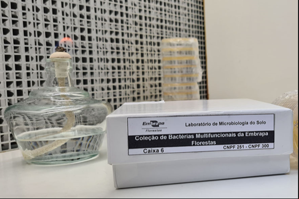 BACTÉRIAS PODEM AJUDAR A SUBSTITUIR INSUMOS QUÍMICOS NO SETOR FLORESTAL